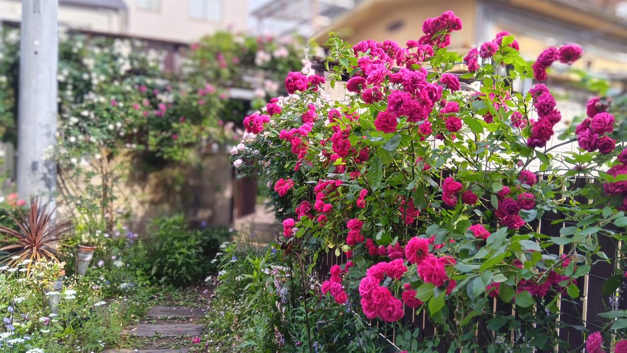 おしゃれショップ ナカヤの庭に咲く花